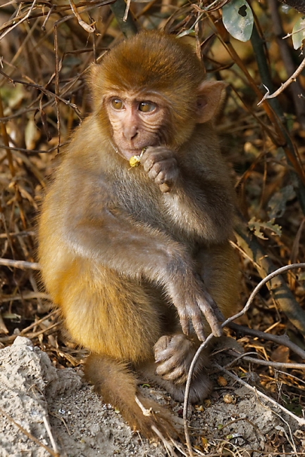 Keoladeo national park-048